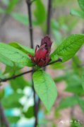 美国夏蜡梅Calycanthus floridus