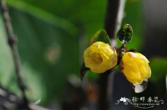 蜡梅Chimonanthus praecox