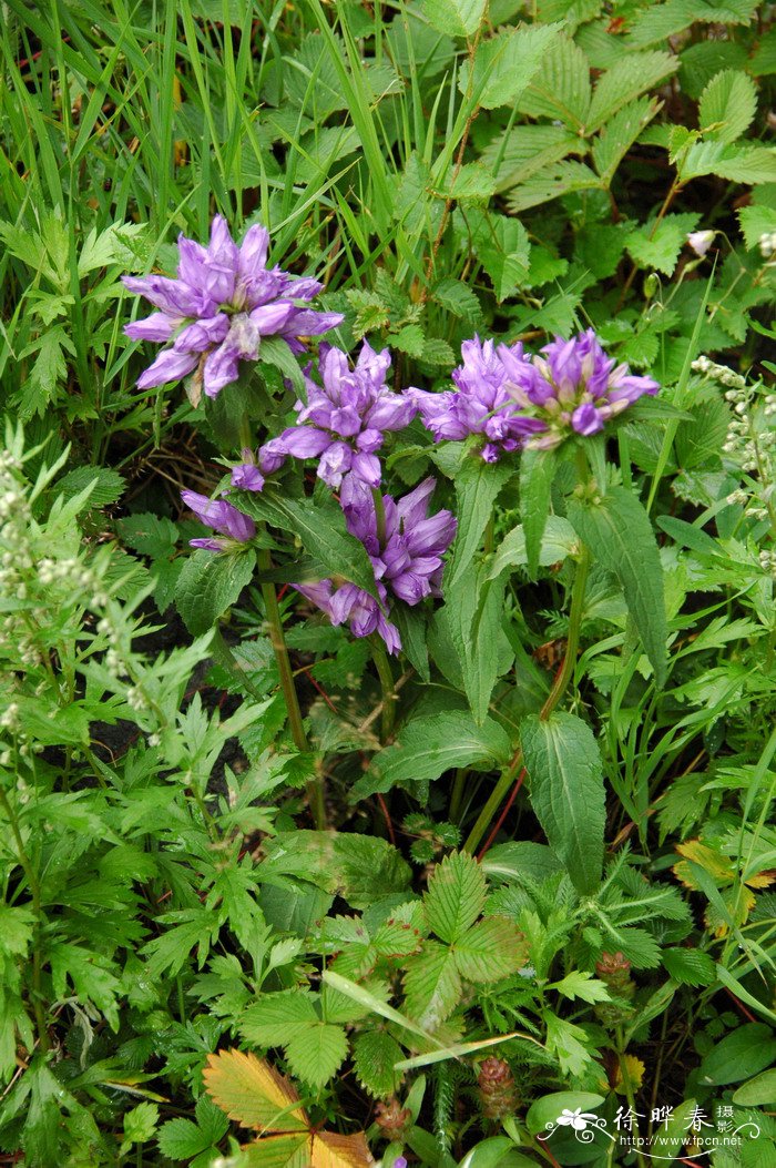 聚花风铃草Campanula glomerata subsp. speciosa