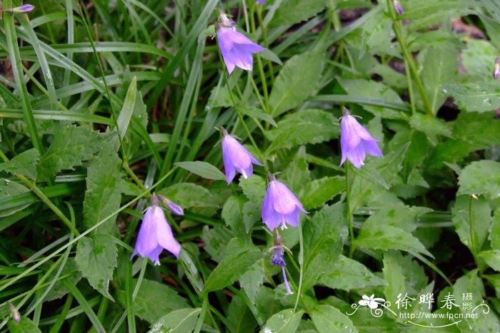 长白沙参Adenophora pereskiifolia