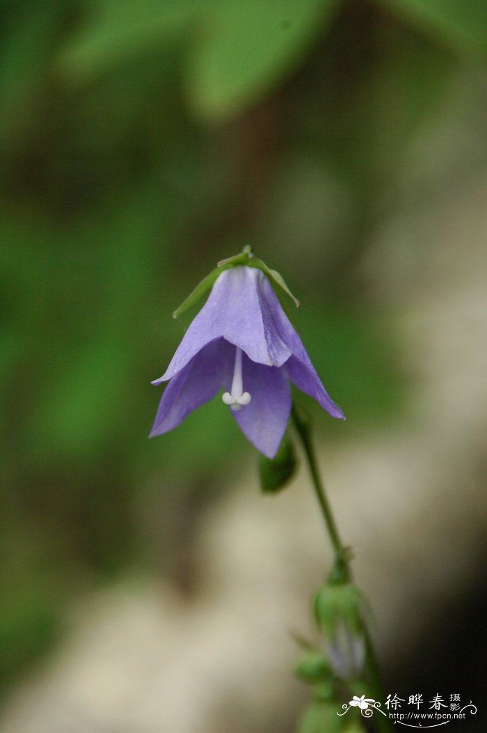 长白沙参Adenophora pereskiifolia