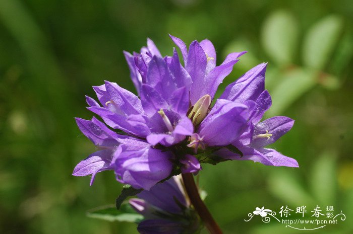 聚花风铃草Campanula glomerata subsp. speciosa