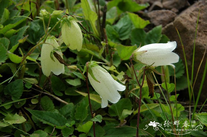 紫斑风铃草Campanula punctata