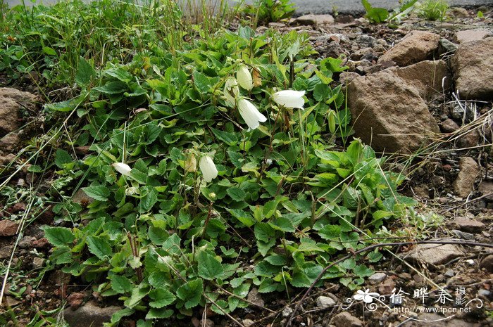 紫斑风铃草Campanula punctata