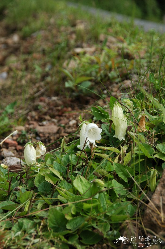 紫斑风铃草Campanula punctata