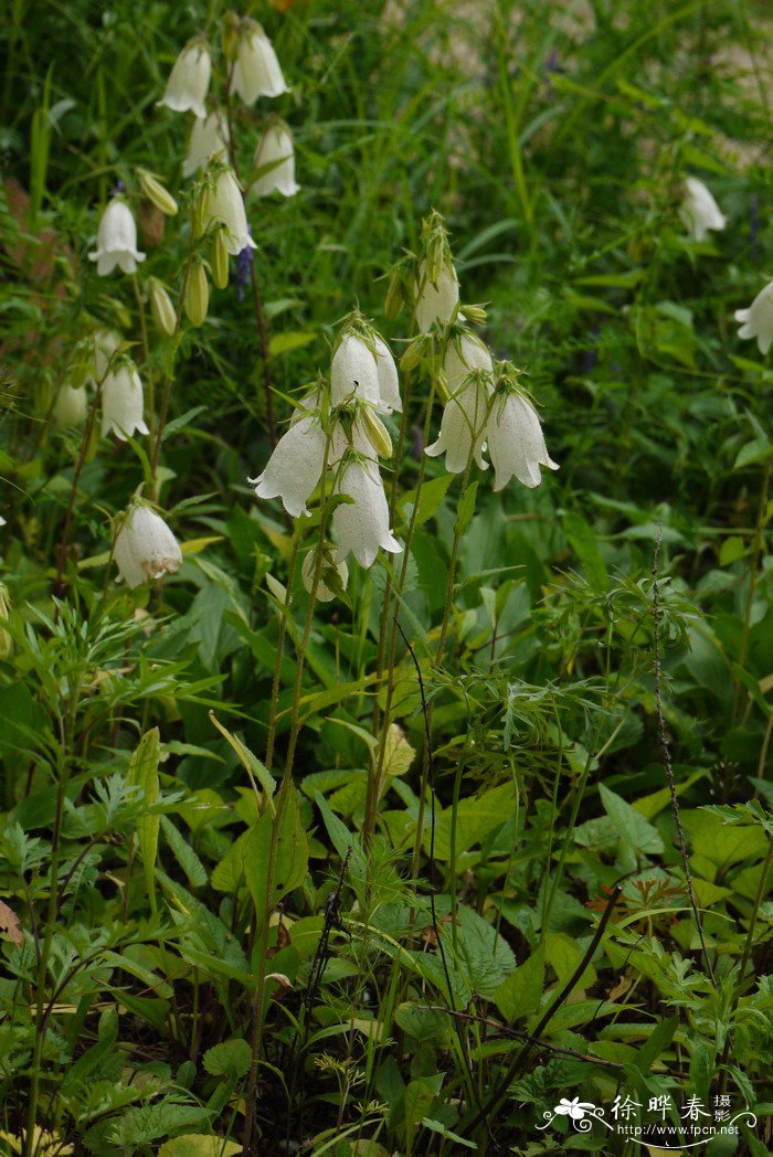 紫斑风铃草Campanula punctata