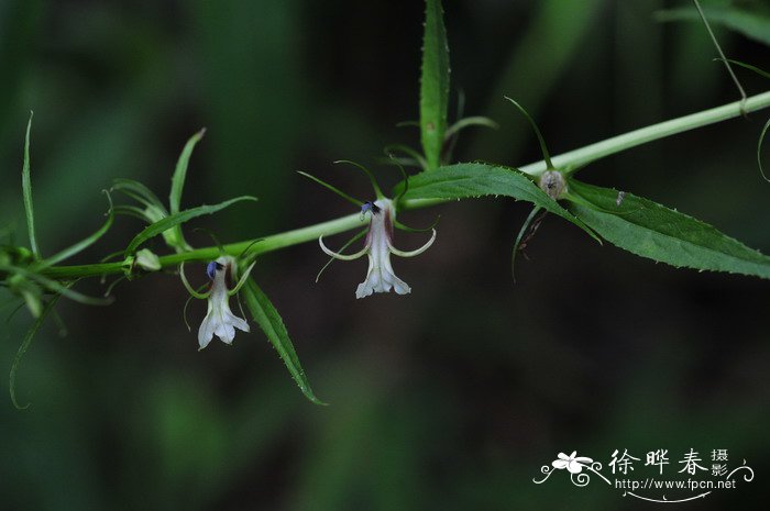 线萼山梗菜Lobelia melliana