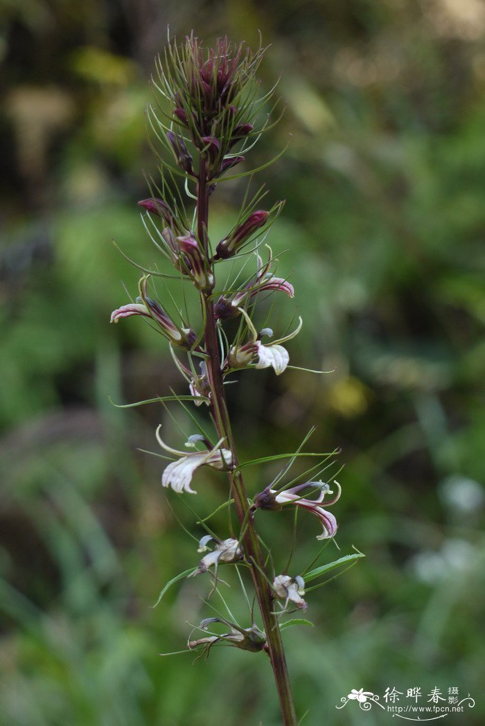 线萼山梗菜Lobelia melliana