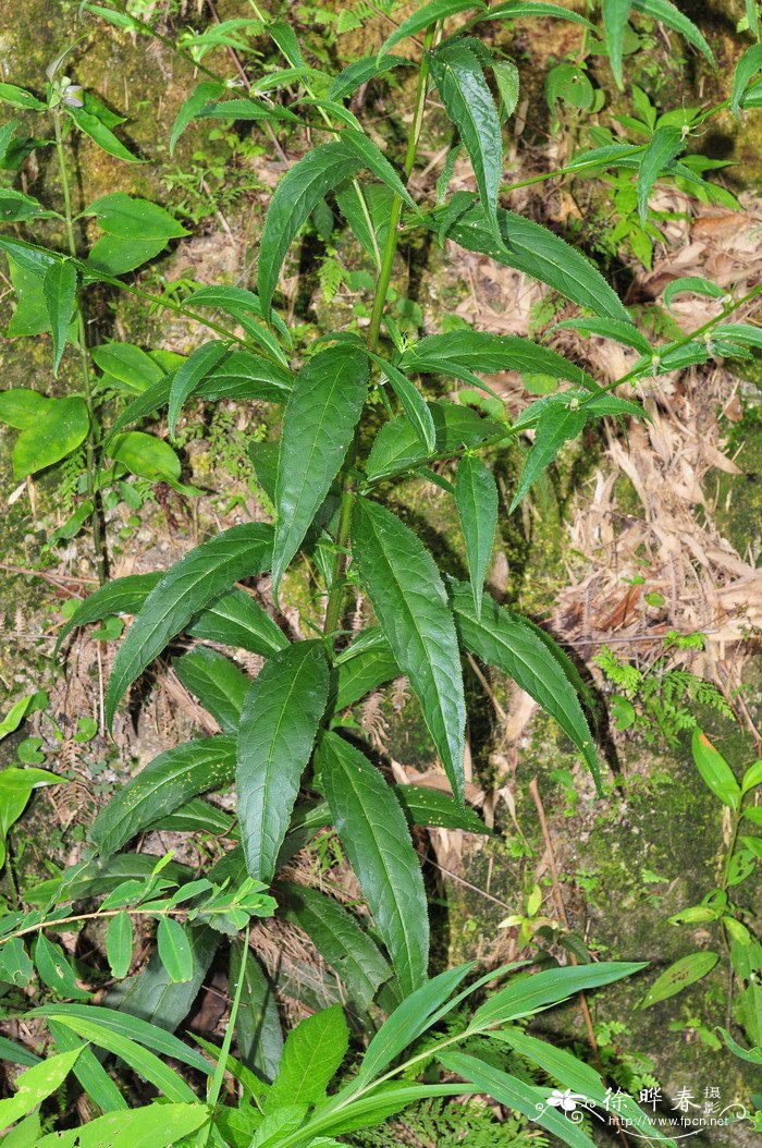 线萼山梗菜Lobelia melliana