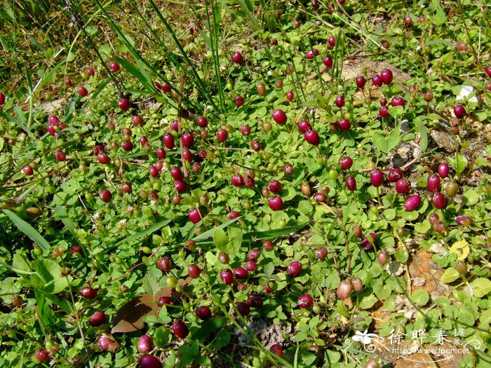 铜锤玉带草Lobelia angulata
