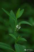 尖瓣花Sphenoclea zeylanica