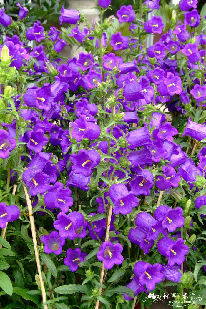 风铃草Campanula medium