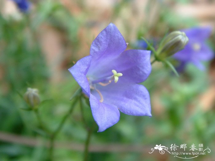 兴安风铃草Campanula rotundifolia