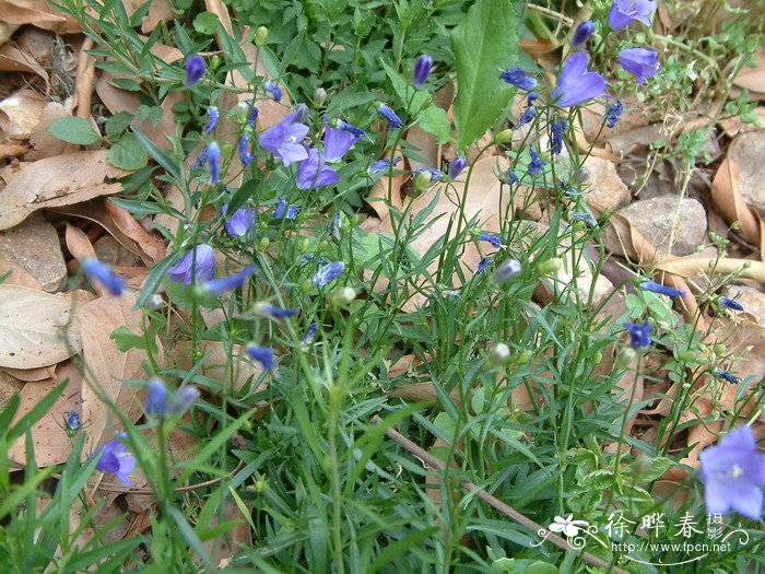 兴安风铃草Campanula rotundifolia