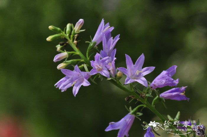 钟草叶风铃草Campanula trachelium