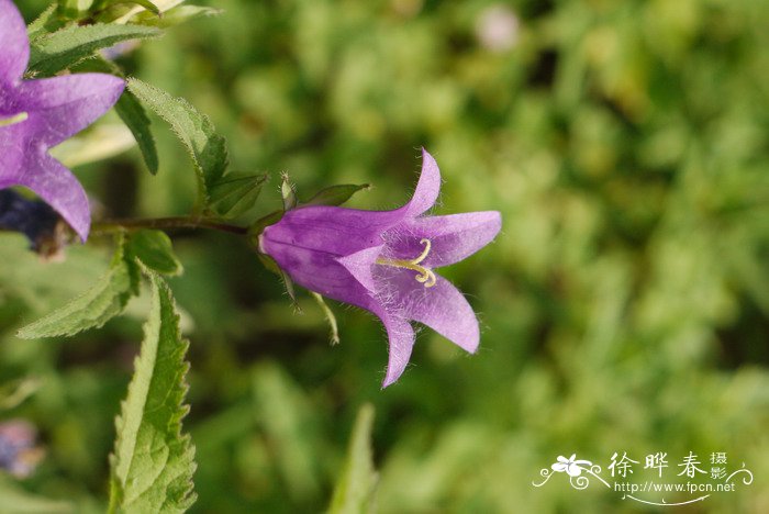 钟草叶风铃草Campanula trachelium