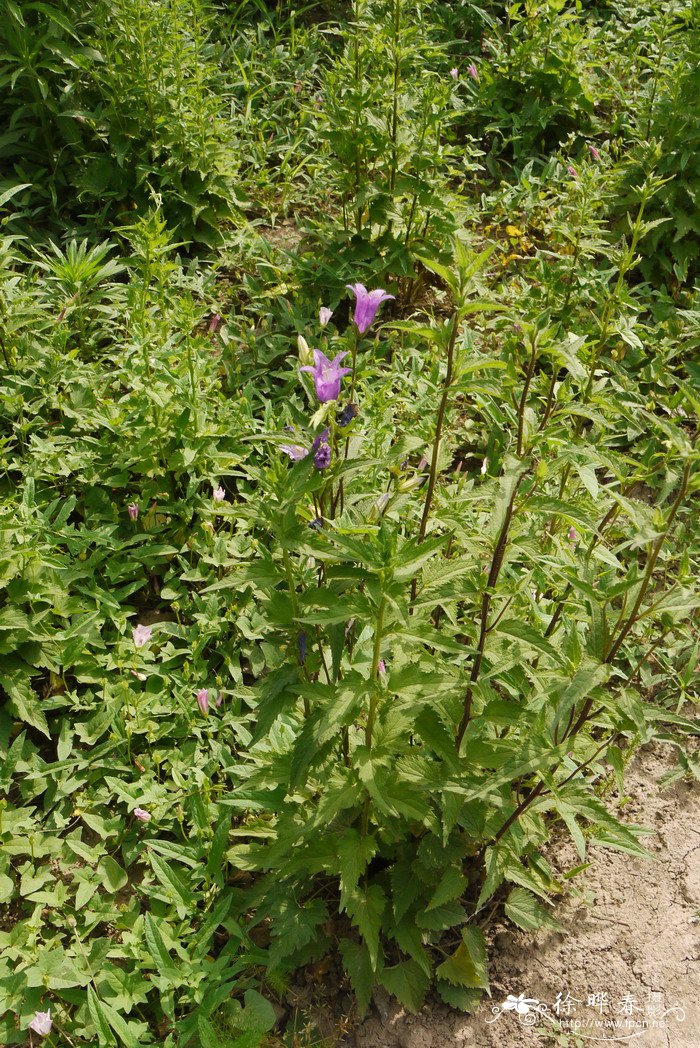 钟草叶风铃草Campanula trachelium