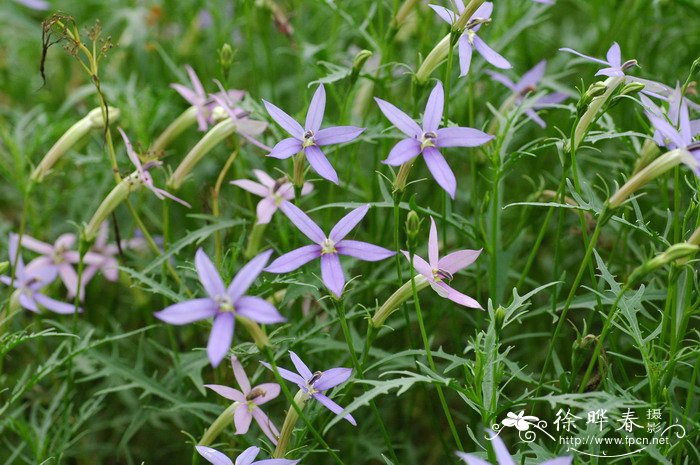 流星花Isotoma axillaris