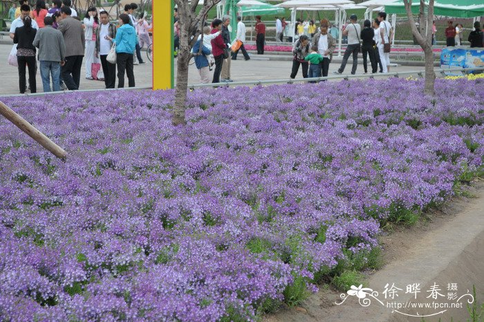 半边莲Lobelia chinensis