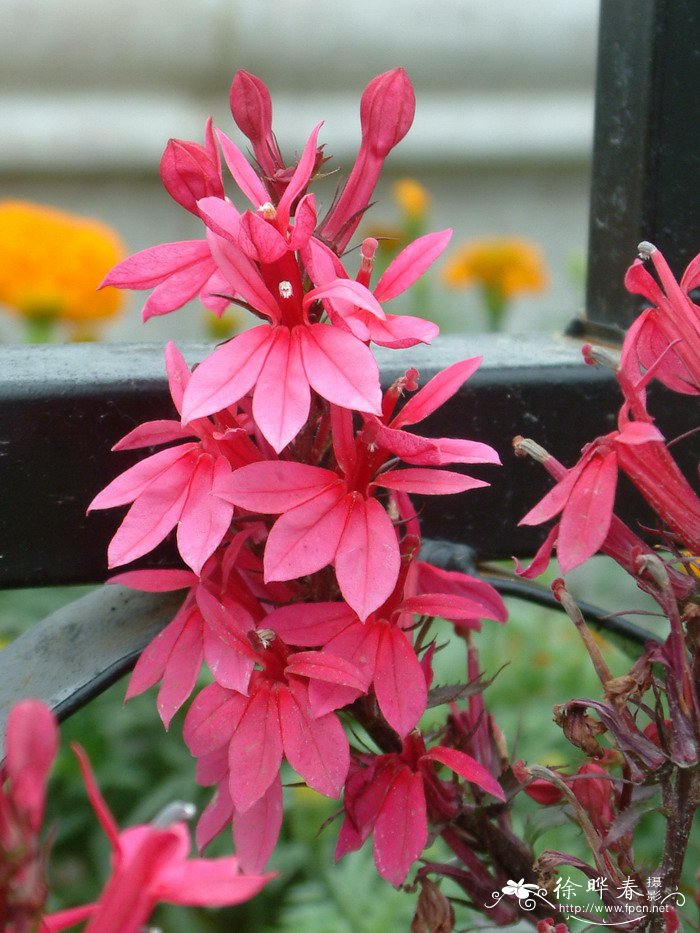 艳红半边莲Lobelia hybrida