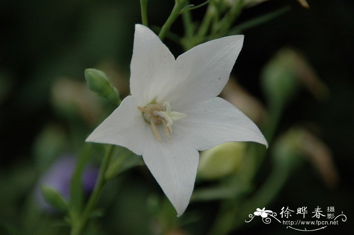 桔梗Platycodon grandiflorus