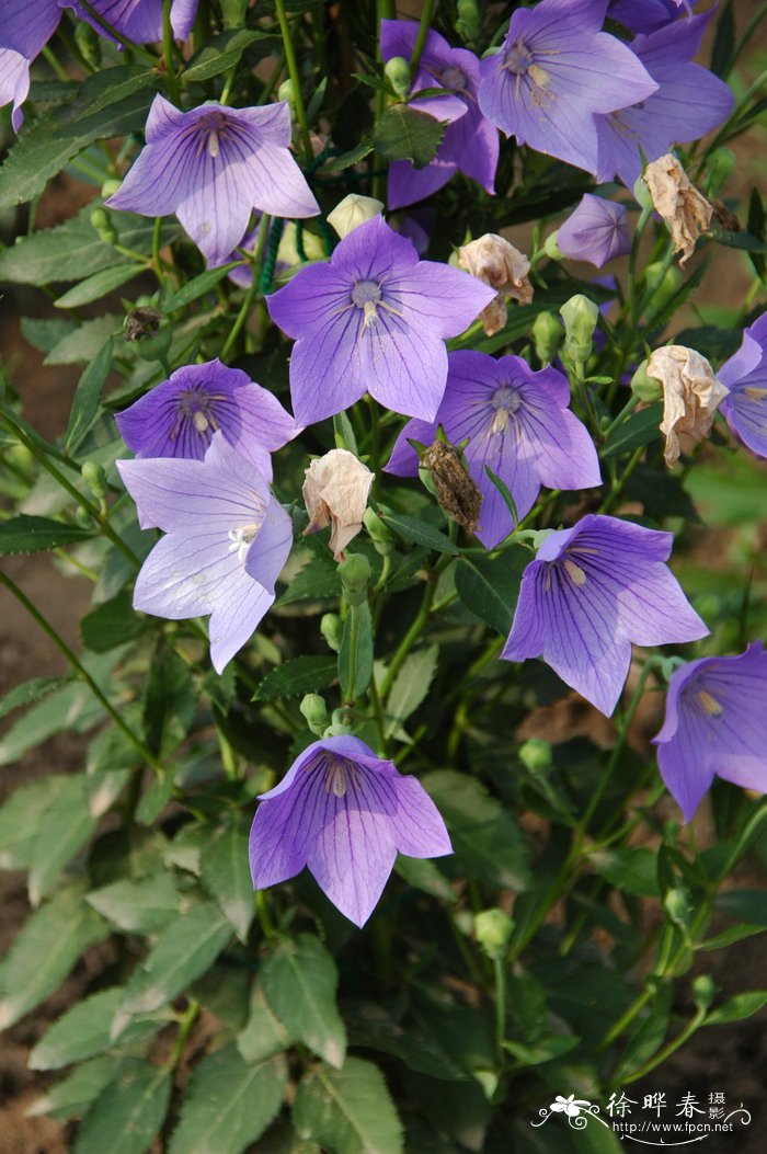 桔梗platycodon grandiflorus