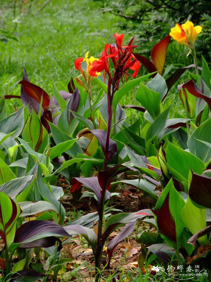 鸳鸯美人蕉Canna ‘Cleopatra’