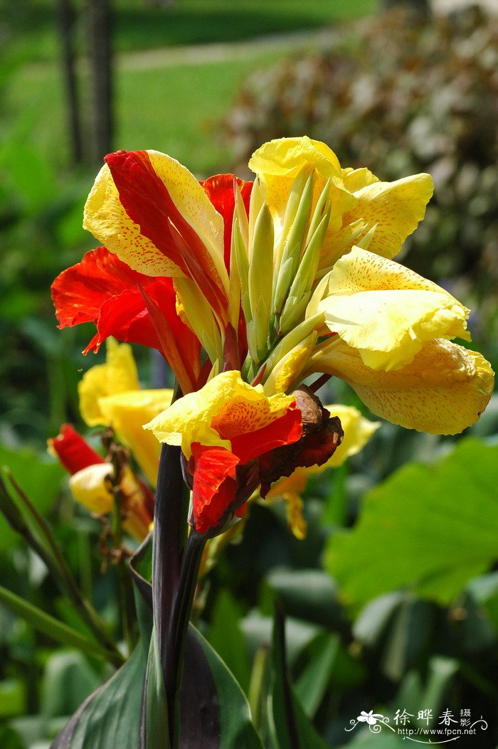 鸳鸯美人蕉Canna ‘Cleopatra’