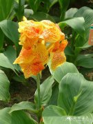 安旺美人蕉Canna generalis ‘Avant’