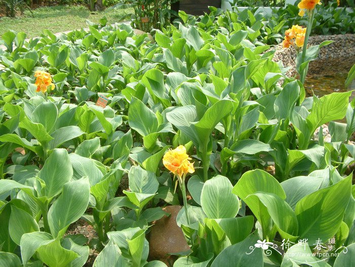 安旺美人蕉Canna generalis ‘Avant’