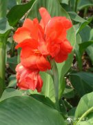 总统美人蕉Canna generalis ‘President’