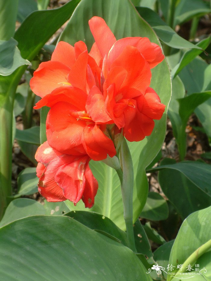 总统美人蕉Canna generalis ‘President’