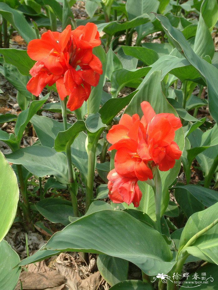 总统美人蕉Canna generalis ‘President’