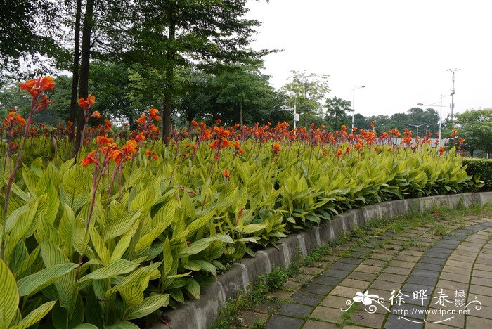 金脉美人蕉Canna generalis ‘Striatus’