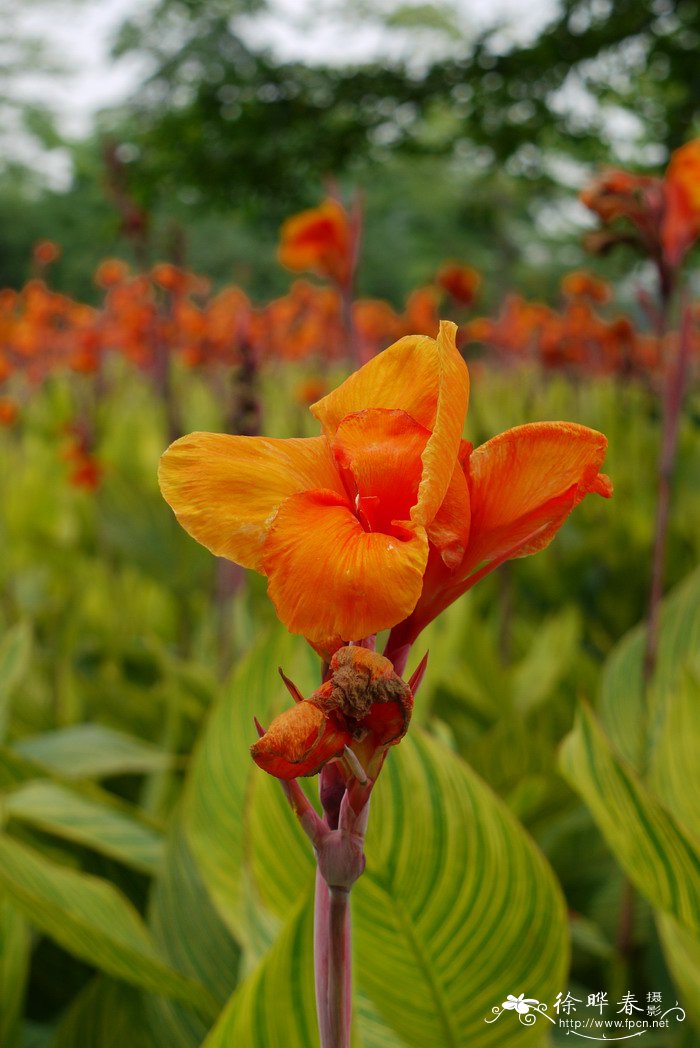 金脉美人蕉Canna generalis ‘Striatus’