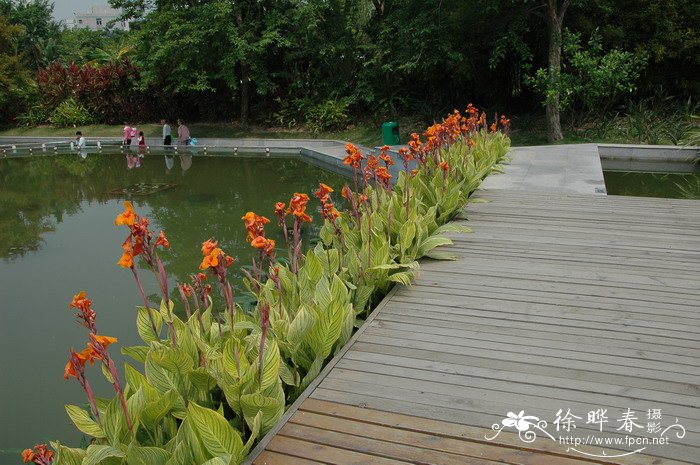 金脉美人蕉Canna generalis ‘Striatus’