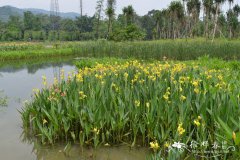 粉美人蕉Canna glauca