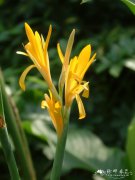 黄花美人蕉Canna indica var. flava