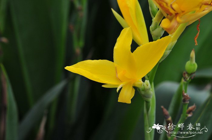 粉美人蕉Canna glauca