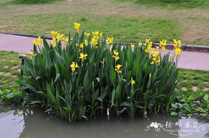 粉美人蕉Canna glauca