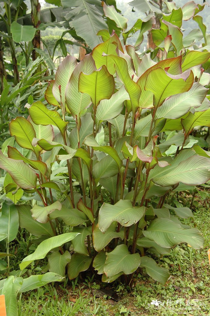 蕉芋Canna indica ‘Edulis'