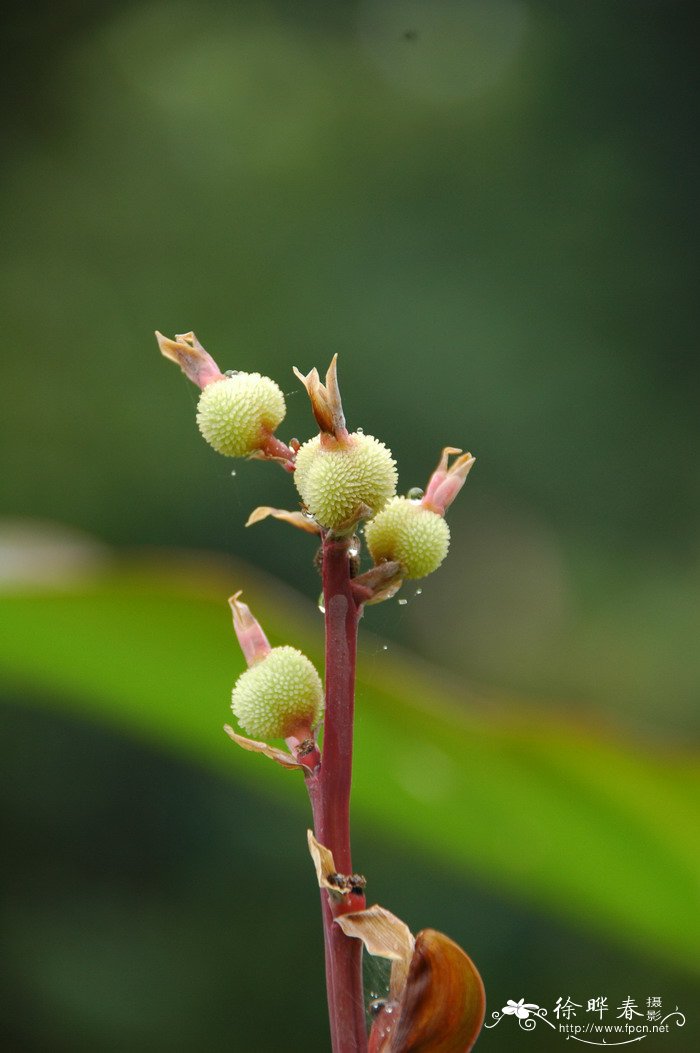 蕉芋Canna indica ‘Edulis'