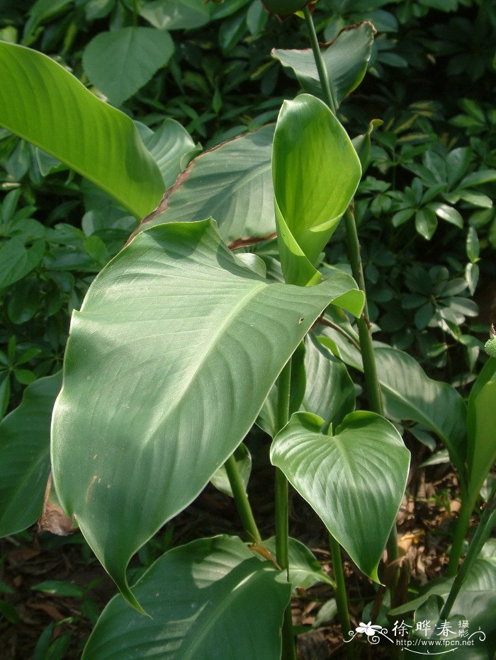 黄花美人蕉Canna indica var. flava