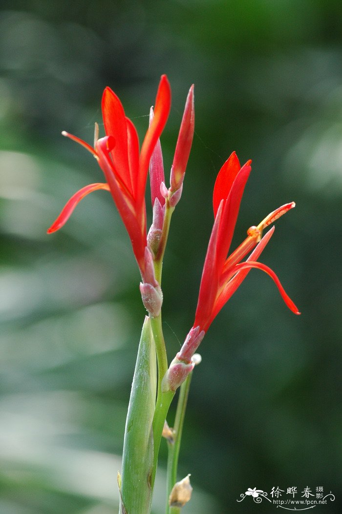 美人蕉Canna indica