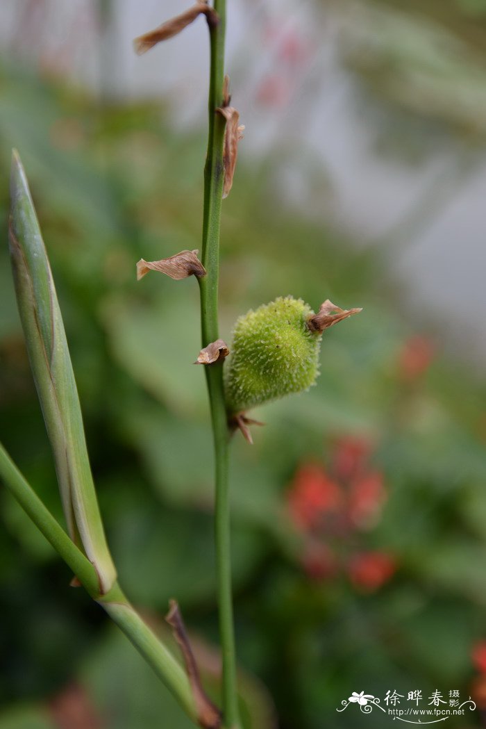 美人蕉Canna indica