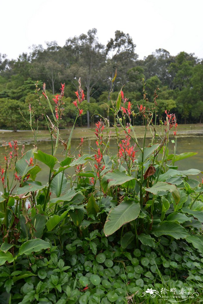 美人蕉Canna indica