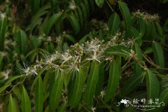 野香櫞花Capparis bodinieri