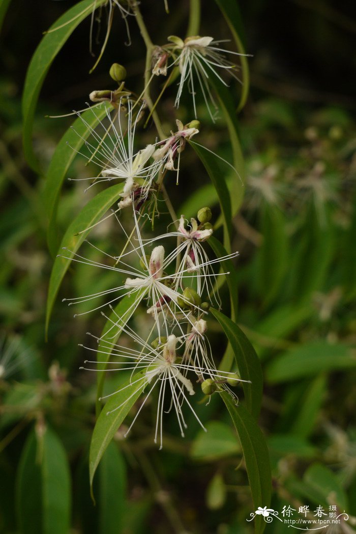 野香櫞花Capparis bodinieri