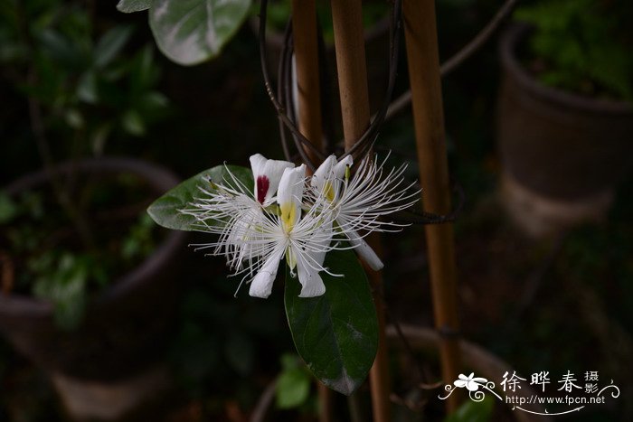 海南槌果藤Capparis micracantha