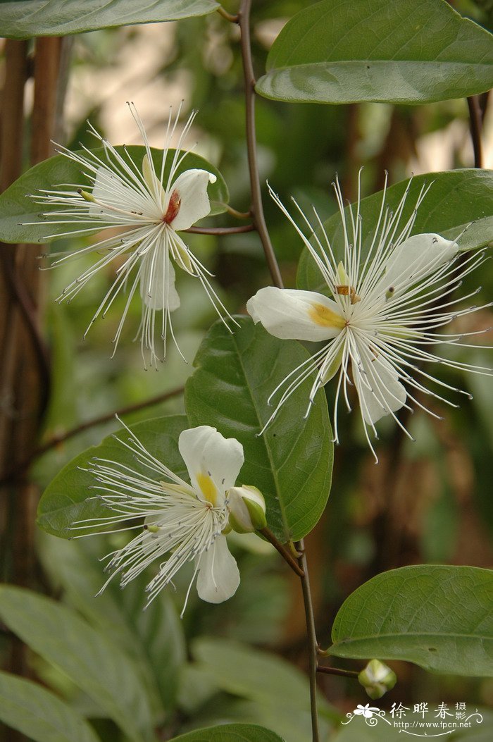 海南槌果藤Capparis micracantha